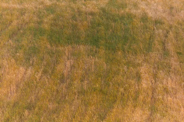 Campo Trigo Nas Montanhas Verão Azerbaijão — Fotografia de Stock