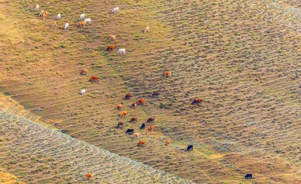 Mandria Vacche Pascolo Fianco Della Montagna — Foto Stock