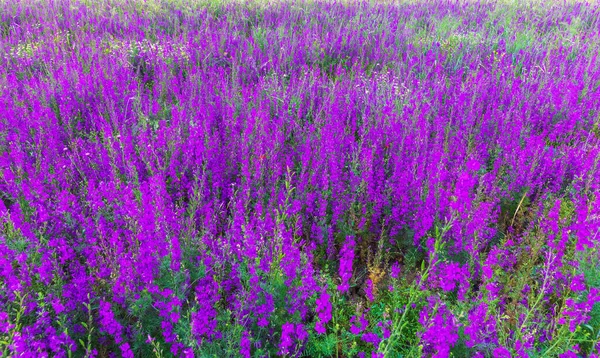 Campo Flores Silvestres Púrpura Verano — Foto de Stock
