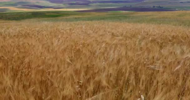 Fluttering Wheat Fields Summer Mountains — Stockvideo