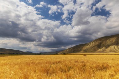 Wheat field in the background of mountains