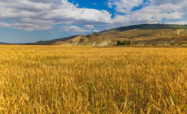 Wheat field in the background of mountains