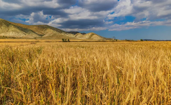 Campo Trigo Fondo Las Montañas — Foto de Stock