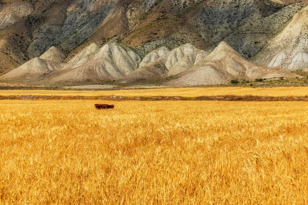 Пшеничне Поле Фоні Гір — стокове фото