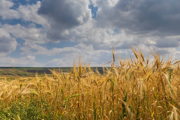 Campo Trigo Las Montañas Verano Azerbaiyán — Foto de Stock