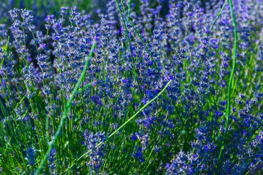 Yazın açan lavanta tarlası