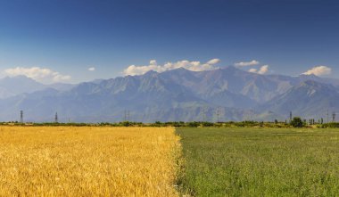 Yazın dağlarda iki tarla sarı ve yeşil