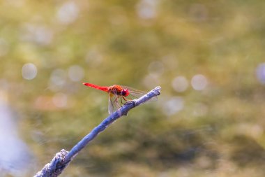 Yusufçuk yakın plandaki bir gölde bir dalda oturuyor.