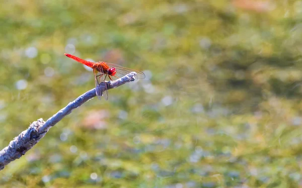 Libellule Assis Sur Une Branche Dans Étang Gros Plan — Photo