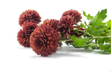 Aster çiçekleri beyaz zemin üzerine