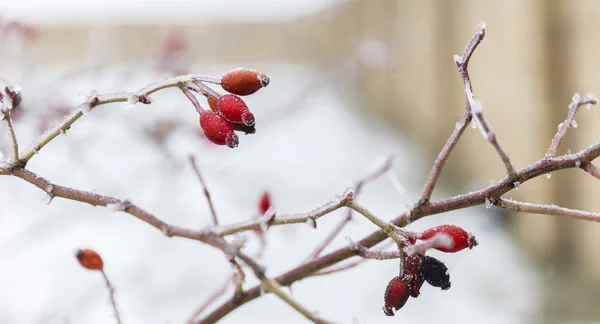 Briar et neige — Photo