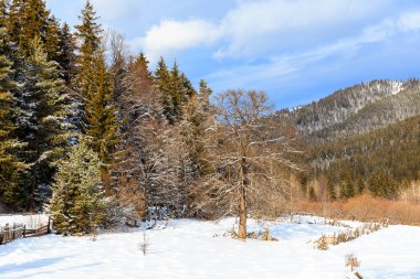 Orman ve dağlar Bakuriani, Gürcistan