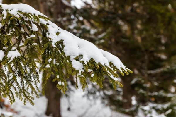 Branche de sapin couvert de neige dans la forêt — Photo
