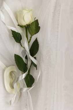 Bej rose ve şerit üzerinde beyaz bir tül