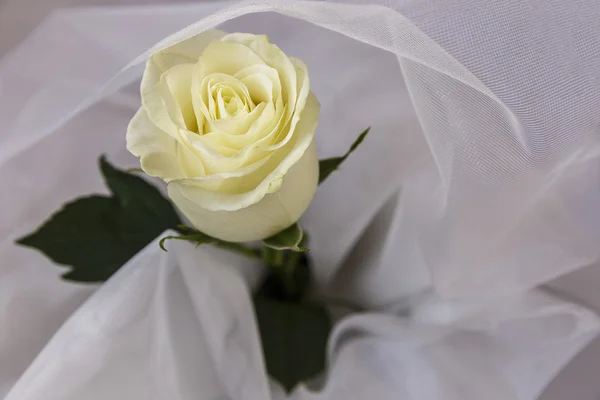 Beige rose on white tulle — Stock Photo, Image