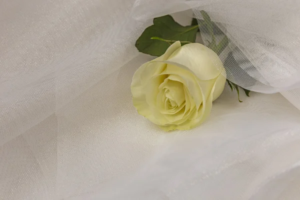 Beige rose on white tulle — Stock Photo, Image