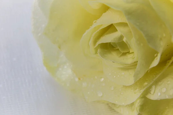 Beige rose and drops on white tulle — Stock Photo, Image