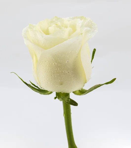 Beige rose on a white background — Stock Photo, Image