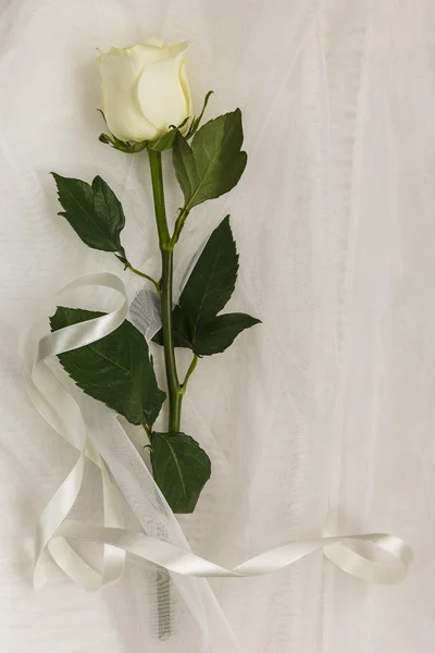 Beige rose and ribbon on a white tulle — Stock Photo, Image