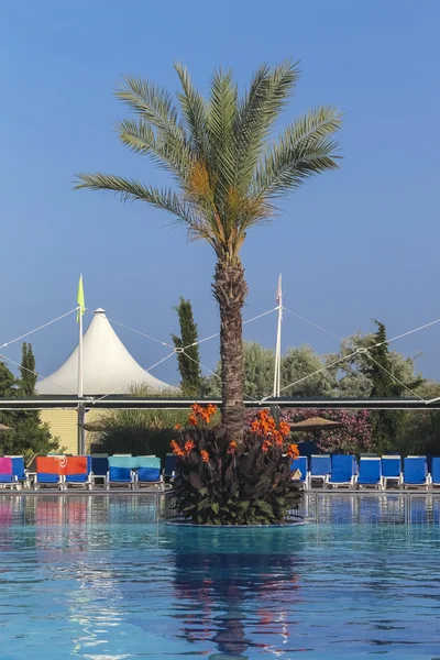 Пальма в бассейне — стоковое фото