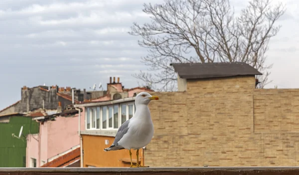 Sea gull on the balcony