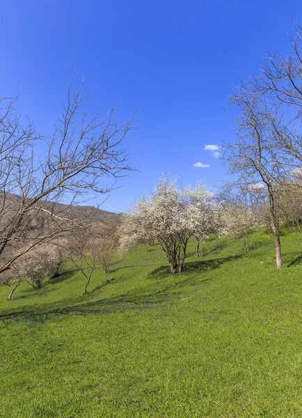 Spring in the mountains near the village of Lahij Azerbaijan — Stock Photo, Image
