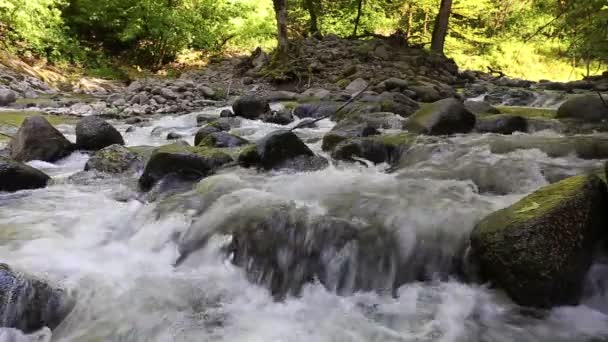 Hirkan rzeki w Parku Narodowym w Lankoran Azerbejdżanu — Wideo stockowe