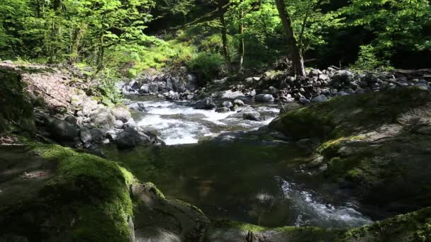 Rio Hirkan no parque nacional no Azerbaijão Lankoran — Vídeo de Stock