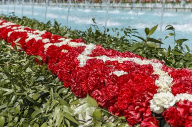 Karanfil çiçek Festivali Bakıda montajı