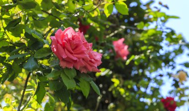 Parkta çalı gülleri