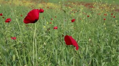 Azerbaycan dağlarda bahar