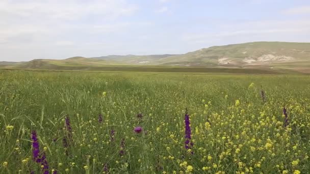 Frühling in den Bergen von Azerbaijan — Stockvideo