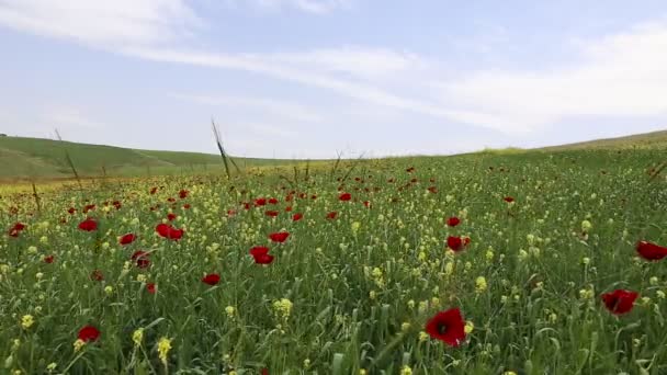 Primavera en las montañas de Azerbaiyán — Vídeo de stock