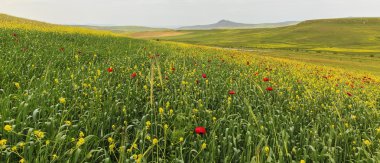 Haşhaş alan. Ismaillinskie dağlar. Azerbaycan