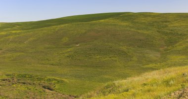 Qobustan dağlarda koyun sürüsü eğilimi bir çoban