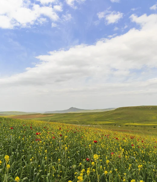 Haşhaş alan. Ismaillinskie dağlar. Azerbaycan