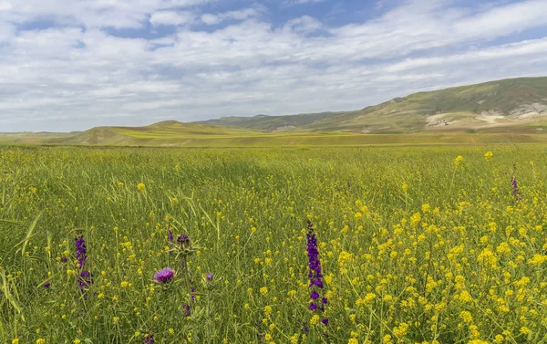 Våren i bergen Gobustan.Azerbaijan — Stockfoto