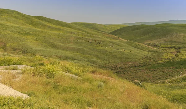 Vacas pastando en las montañas de Gobustan (Azerbaiyán ) — Foto de Stock