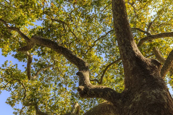 Sommaren träd med vackra bladverk och straff — Stockfoto