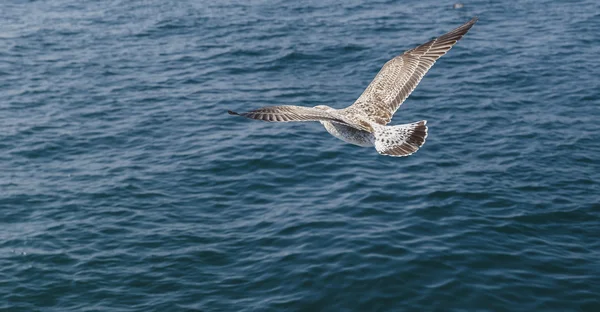 Cormorant flying over the Sea of Marmara — Stock Photo, Image