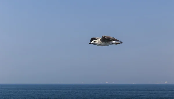 Cormorant flying over the Sea of Marmara — Stock Photo, Image