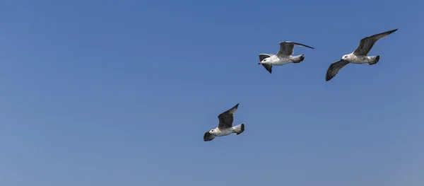 Cormoran survolant la mer de Marmara — Photo