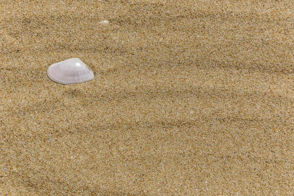 Plage de sable et coquille blanche — Photo