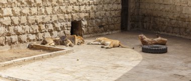 Hayvanat bahçesinde doyurucu bir öğle yemeğinden sonra aslan ve aslan uyku