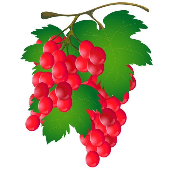 Bunch of grapes with a leaf on a white background.Vector — Stock Vector