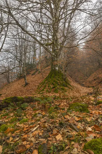 Un viejo árbol cubierto de musgo en las montañas Gabala.Azerbaijan — Foto de Stock