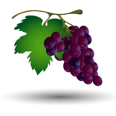 Beyaz zemin üzerinde bir yaprak üzüm demet