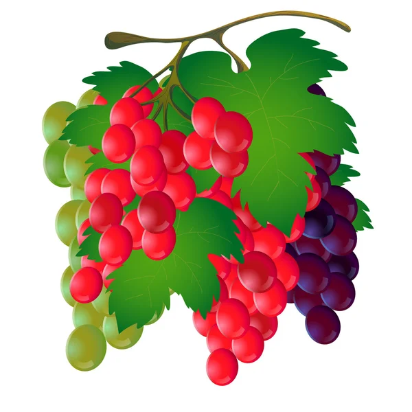 Ramo de uvas con una hoja sobre un fondo blanco —  Fotos de Stock