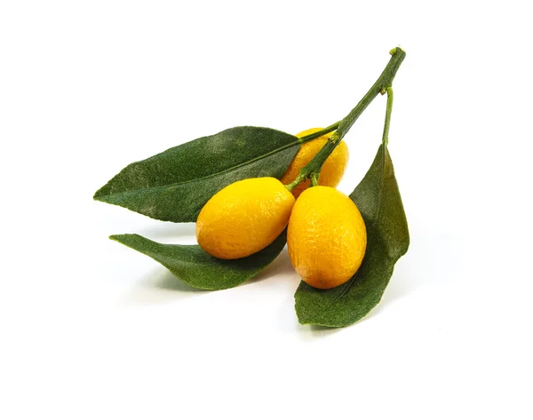 Kumquat branches on a white background — Stock Photo, Image