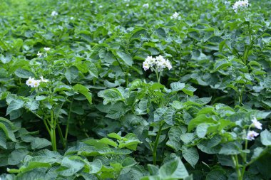 çiçek açan patates